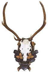 Image showing Antlers of deer