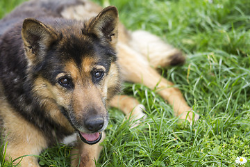 Image showing Portrait of a beautiful dog