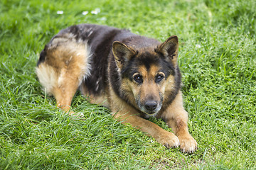 Image showing Portrait of a beautiful dog