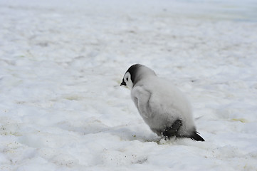 Image showing Emperor Penguins  chicks