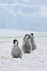 Image showing Emperor Penguins  chicks