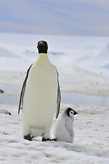 Image showing Emperor Penguins with chick