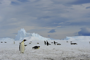 Image showing Emperor Penguins with chick