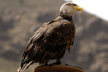 Image showing Eagle