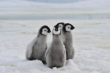 Image showing Emperor Penguins  chicks