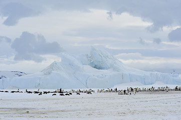 Image showing Emperor Penguins with chick