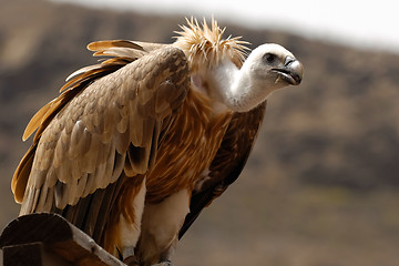 Image showing Griffon is resting