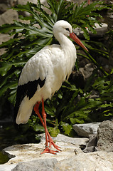 Image showing Stork in nature