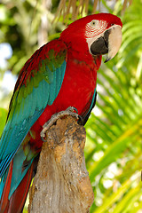 Image showing Parrot posing