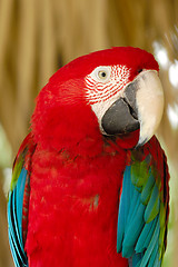 Image showing Parrot is posing