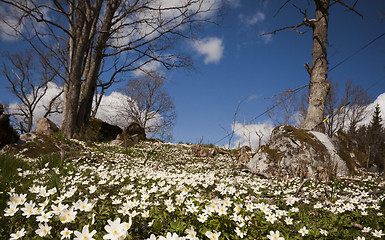 Image showing wood anemones