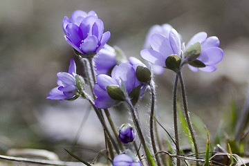 Image showing blue anemones