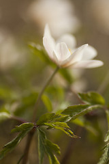 Image showing thimbleweed