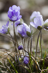 Image showing blue anemones