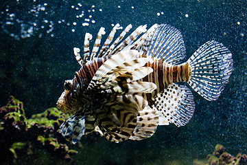 Image showing Common lionfish portrait