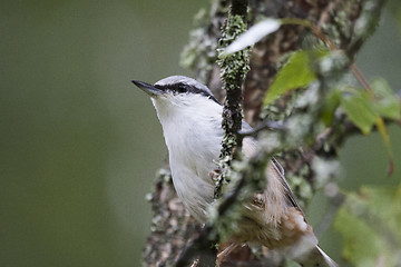 Image showing nuthatch