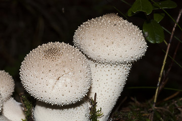 Image showing warted puffball