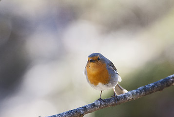 Image showing robin