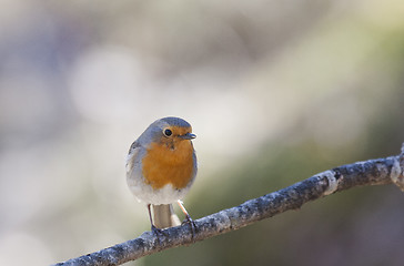 Image showing red robin