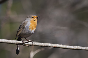 Image showing red robin