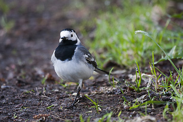 Image showing white wagtail