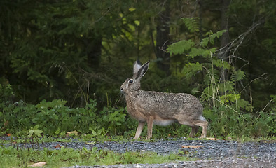 Image showing brown hare