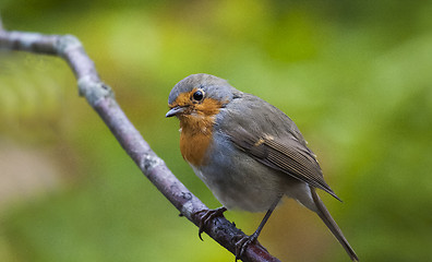 Image showing young robin