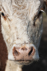 Image showing cow face