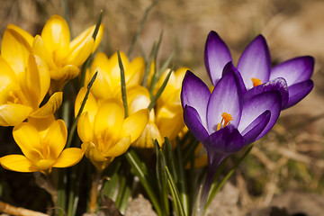 Image showing crocus