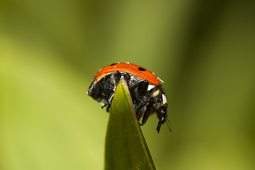 Image showing lady bird on top