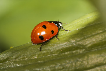 Image showing lady bug