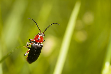 Image showing small beetle