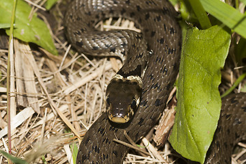 Image showing grass snake