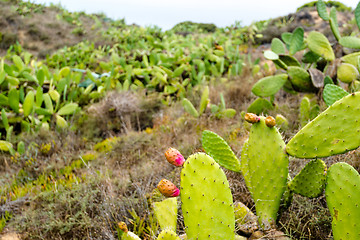 Image showing Prickly Pear Cactus 