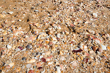 Image showing Sea shells in sand