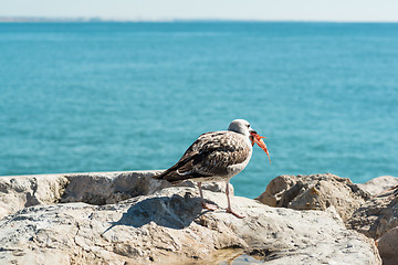 Image showing Seagull eating fish