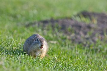 Image showing ground squirrel standing on grass