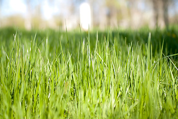 Image showing green grass