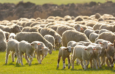 Image showing Flock of sheep on field 