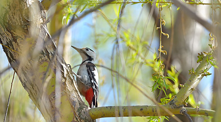 Image showing Great Spotted Woodpecker