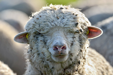 Image showing young lamb into the bright sunshine