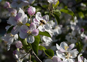 Image showing pple tree in bloom in spring