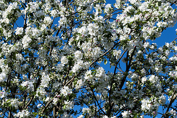 Image showing apple tree in white blossom