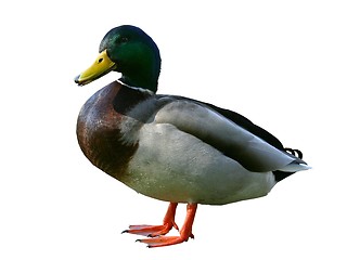 Image showing Duck.isolated