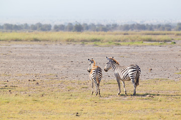 Image showing Mother and foal zebra, Equus quagga.