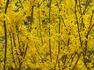 Image showing Yellow blooming bushes of forsythia.