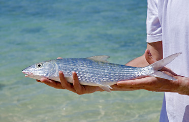 Image showing bonefish