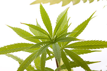 Image showing Fresh Marijuana Plant Leaves on White Background