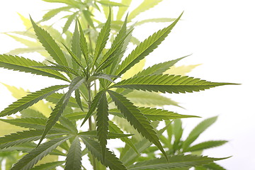 Image showing Fresh Marijuana Plant Leaves on White Background