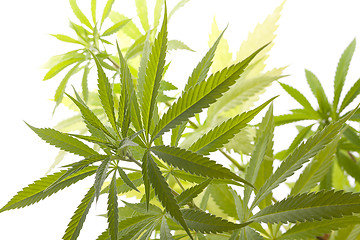 Image showing Fresh Marijuana Plant Leaves on White Background